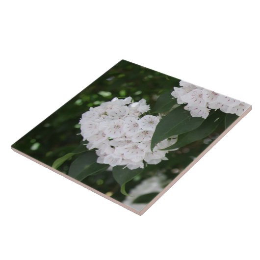 Carreau Fleurs de laurier de montagne blanc (Côté)
