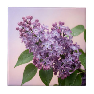 Carreau Fleurs de lilas violet frais Floral de printemps