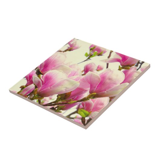 Carreau Fleurs de Magnolia Floral Fleur Botanique (Côté)