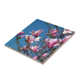Carreau fleurs de magnolia roses de printemps dans un ciel