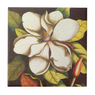 Carreau Fleurs de magnolia vintage avec graines
