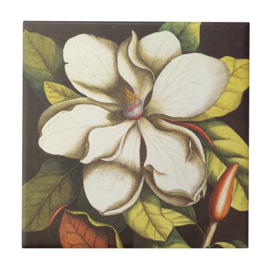 Carreau Fleurs de magnolia vintage avec graines (Devant)