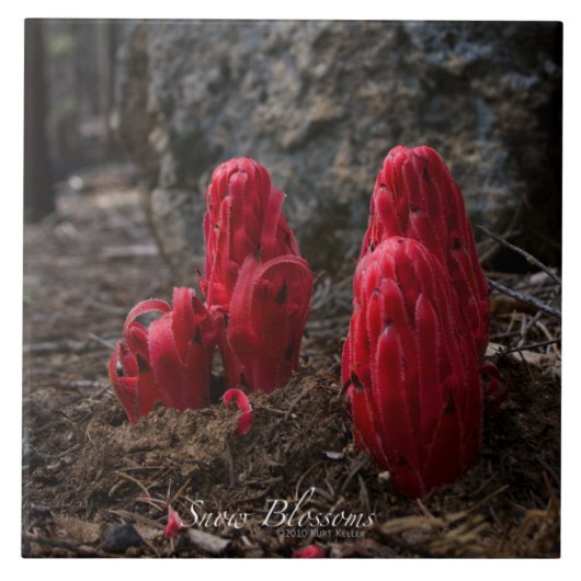 Carreau Fleurs de neige (Devant)