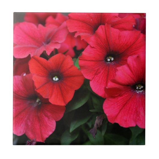 Carreau Fleurs de pétunia rouge (Devant)