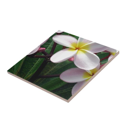 Carreau Fleurs de Plumeria hawaïenne (Côté)
