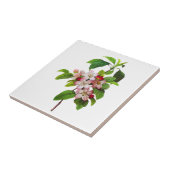 Carreau Fleurs de pomme rose par Pierre Jopseph Redoute (Côté)