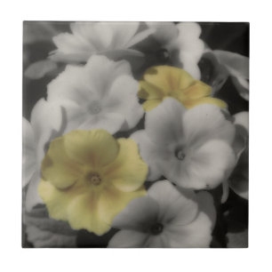 Carreau Fleurs De Primrose Jaune En Noir Et Blanc