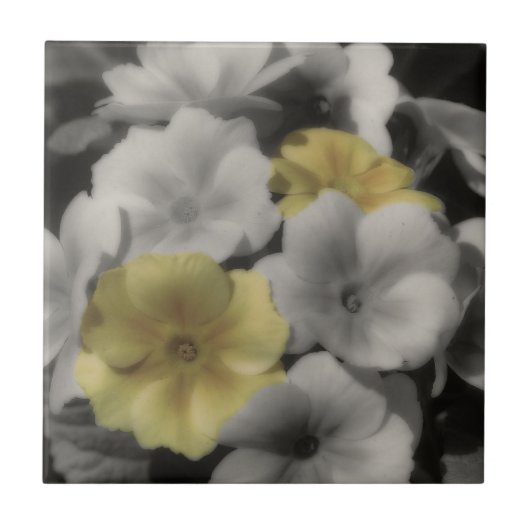 Carreau Fleurs De Primrose Jaune En Noir Et Blanc (Devant)