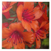 Carreau Fleurs de Rhododendron Orange Clair (Devant)