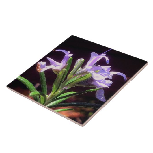 Carreau Fleurs de romarin (Côté)
