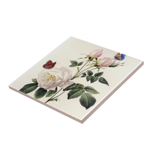 Carreau fleurs de rose blanche, Pierre Joseph Redouté (Côté)