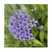 Carreau Fleurs de Squill Portugais Closeup Nature Photo (Devant)