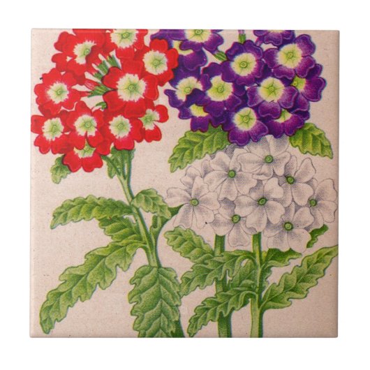 Carreau fleurs de verbena en rouge et violet (Devant)