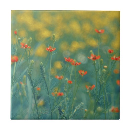 Carreau Fleurs d'été (champ floral) (Fleurs rouges) (Devant)