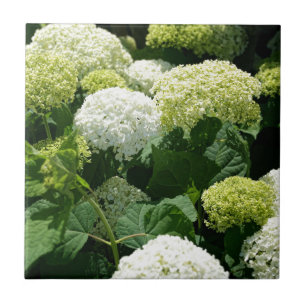 Carreau Fleurs d'hortensia d'Annabelle