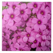 Carreau Fleurs d'Oxalis roses (Devant)