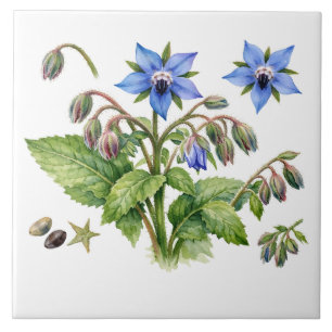 Carreau Fleurs et feuilles de bourrache à l'aquarelle