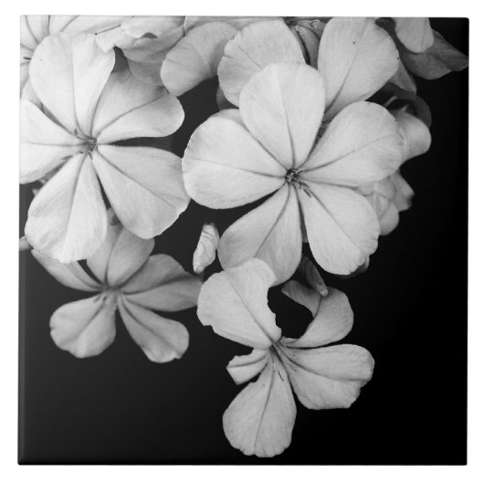 Carreau Fleurs noires et blanches en gros plan (Devant)