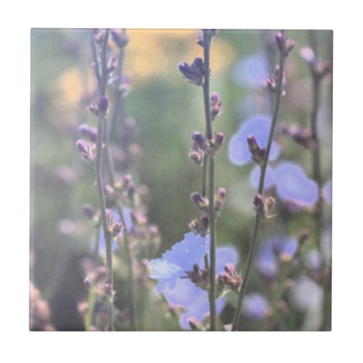 Carreau Fleurs Plantes Pale Violet Bleu Chicoré (Devant)