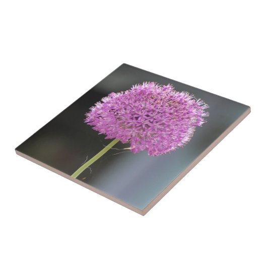 Carreau Fleurs pour tous (Côté)