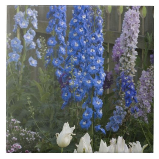 Carreau Fleurs printanières le long d'un chemin de jardin, (Devant)