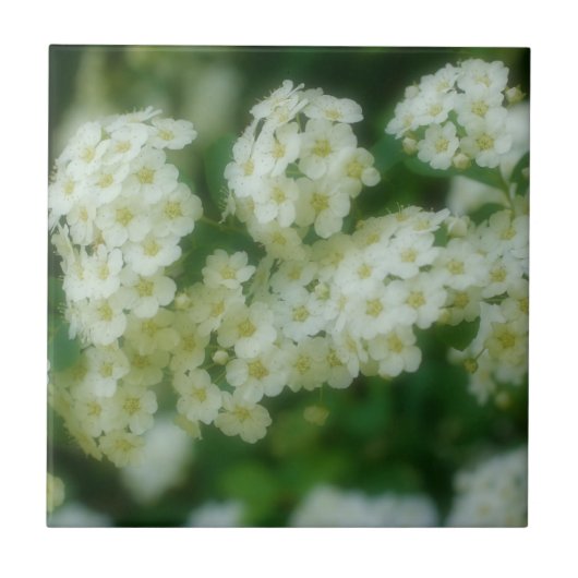 Carreau Fleurs Roses blanches sauvages à roulettes Nature (Devant)