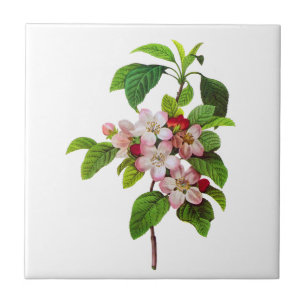 Carreau Fleurs roses d'Apple par Pierre Jopseph Redoute
