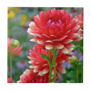 Carreau Fleurs rouges et jaunes de dahlia