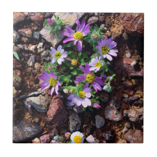 Carreau Fleurs sauvages (Devant)
