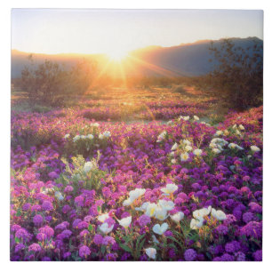 Carreau Fleurs sauvages au coucher du soleil Désert d'An