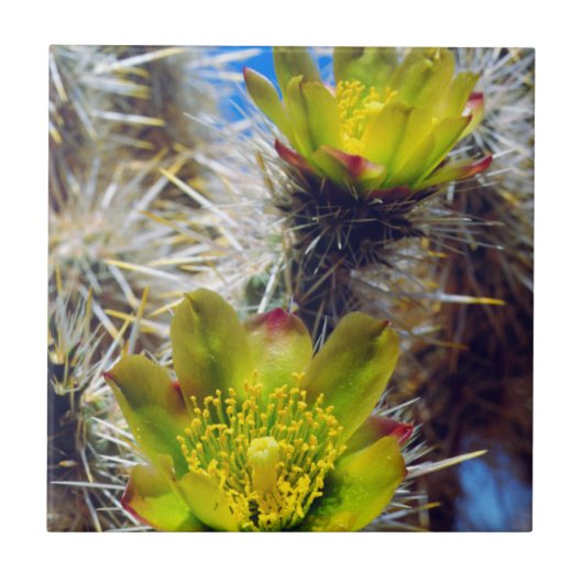 Carreau Fleurs sauvages de cactus Cholla argenté (Devant)