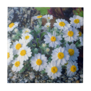 Carreau Fleurs sauvages de Marguerite laineuse
