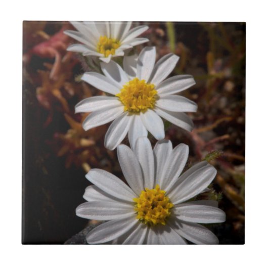 Carreau Fleurs sauvages Desert Star (Devant)
