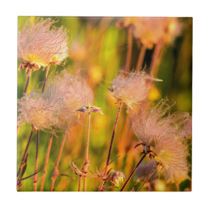 Carreau Fleurs sauvages Prairie Smoke dans un bosquet de t