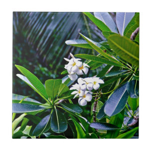 Carreau Fleurs tropicales de Plumeria