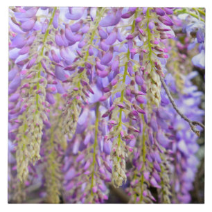 Carreau Fleurs violettes à la Wisteria pétales floraux fra