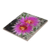 Carreau Fleurs "vivipara de cactus de la boule F5 (Côté)