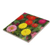 Carreau Fleurs Zinnia colorées Florales (Côté)