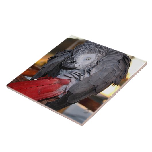 Carreau Flexible Congo perroquet gris africain avec queue (Côté)