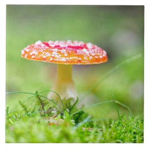Carreau Fliegenpilz