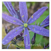 Carreau Floral de Camas Bleus Commun (Devant)