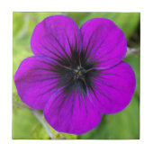 Carreau Floral de Cranesbill pourpre Geranium (Devant)