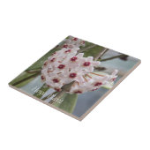 Carreau Floral de fleurs Plantes Hoya (Côté)