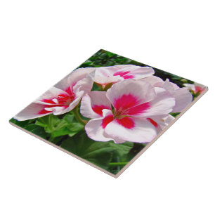 Carreau Floral de géranium rose et rouge