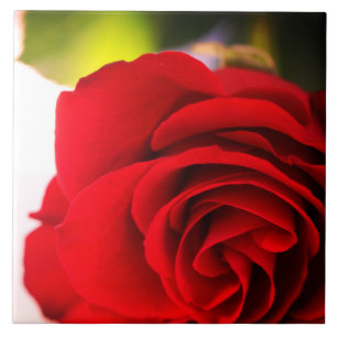 Carreau Floral de pétales de rose rouge