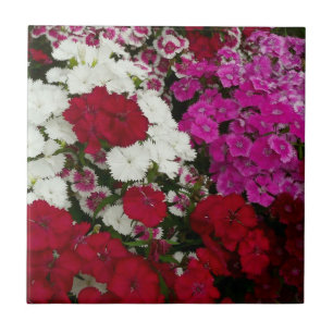 Carreau Floral Dianthus blanc, rose et rouge