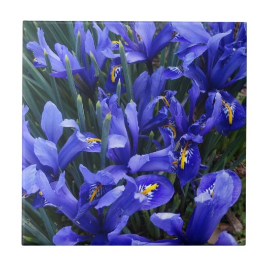 Carreau Floral d'Irises réticulées pourpres (Devant)