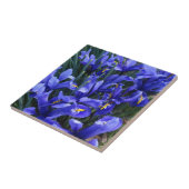 Carreau Floral d'Irises réticulées pourpres (Côté)