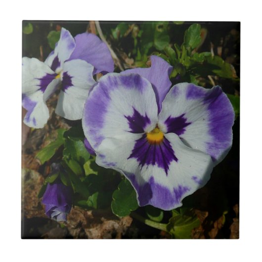 Carreau Floral Purple and White Pansies (Devant)