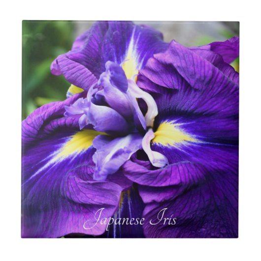 Carreau Floral violet japonais Iris (Devant)